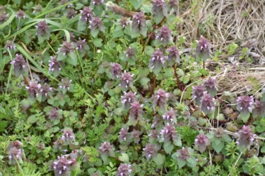 シソ科 ヒメオドリコソウ