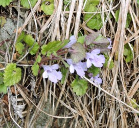 シソ科 カキドオシ
