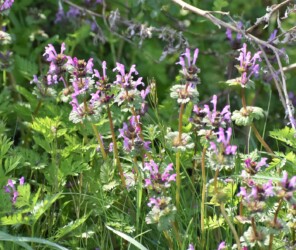 シソ科 ホトケノザ