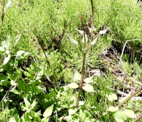 アカネ科 アカネ