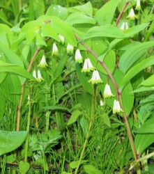 ユリ科 アマドコロ