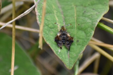 モモブトスカシバ