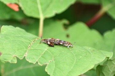 交尾中のモモブトスカシバ