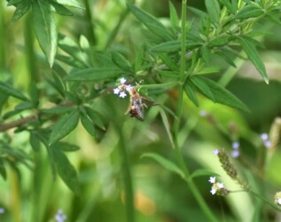 アレチハナガサの花の吸蜜中