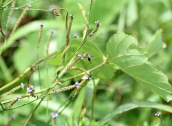 アレチハナガサの花の吸蜜中