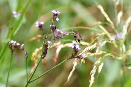 アレチハナガサの花の吸蜜中