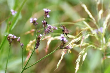 アレチハナガサの花の吸蜜中