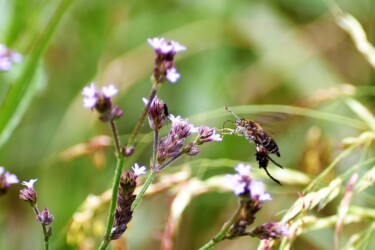 アレチハナガサの花の吸蜜中