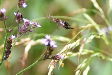 アレチハナガサの花の吸蜜中