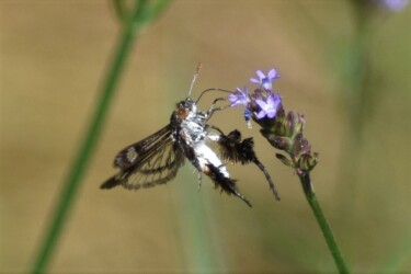 アレチハナガサの花の吸蜜中