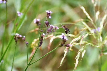 アレチハナガサの花の吸蜜中