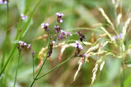 アレチハナガサの花の吸蜜中