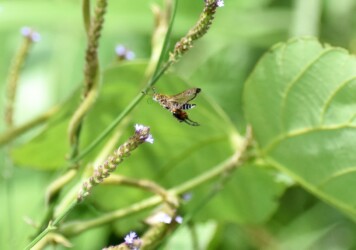 アレチハナガサの花の吸蜜中