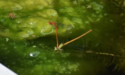 メスによる「移動してね」のサイン