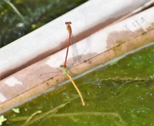 メスによる「移動してね」のサイン