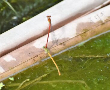 メスによる「移動してね」のサイン