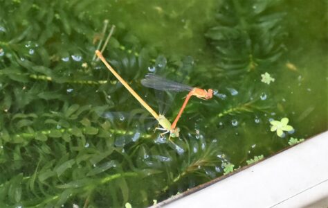 メスによる「移動してね」のサイン