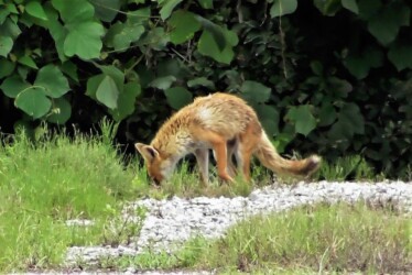 尻尾が長くて太いキツネ
