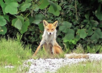 尻尾が長くて太いキツネ