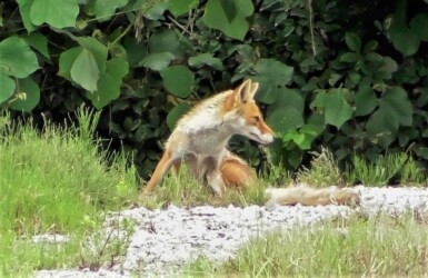 尻尾が長くて太いキツネ
