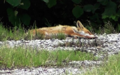 完全にくつろぐ