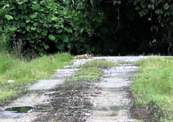 遠くからキツネをみる