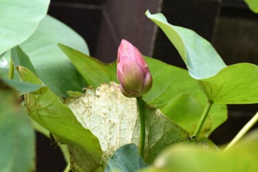 自宅のハス 蝶戀花