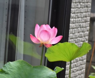 自宅のハス 蝶戀花