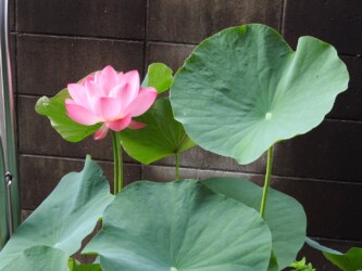 自宅のハス 蝶戀花