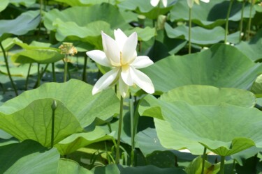愛西市 白いハスの花