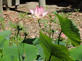 原崎沼のハスと蜂巣