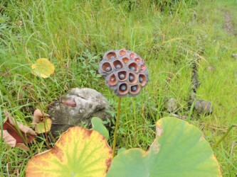 原崎沼のハスと蜂巣