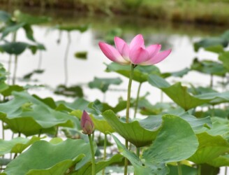 船頭平 ヨウザンコウレン(一重咲き)