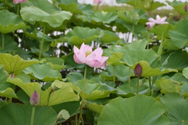 ギョウザンコウレン