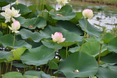 ミセススローカム