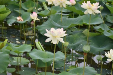 ミセススローカム