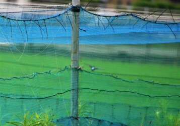 ネットに閉じ込められたカワセミ