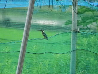 ネットに閉じ込められたカワセミ