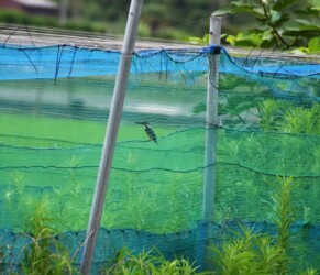 ネットに閉じ込められたカワセミ