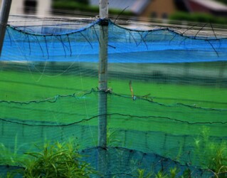 ネットに閉じ込められたカワセミ