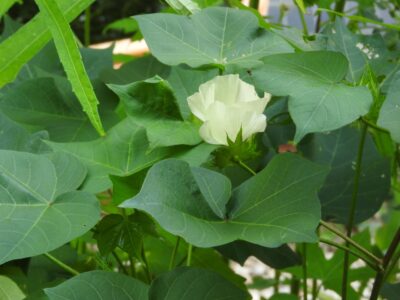 ワタの花