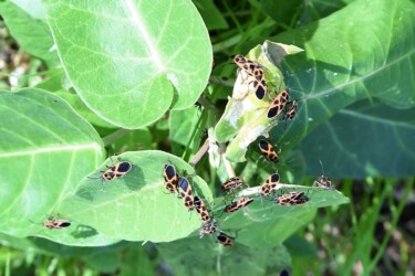 ガガイモに集まるヒメジュウジナガカメムシ