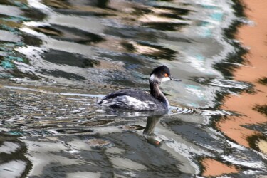 ハジロカイツブリ(目が赤い)