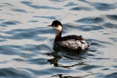 ハジロカイツブリ(目が赤い)