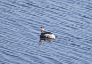 ハジロカイツブリ(目が赤い)