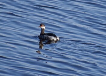 ハジロカイツブリ(目が赤い)