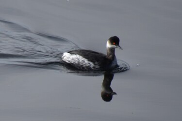ハジロカイツブリ(目が赤い)