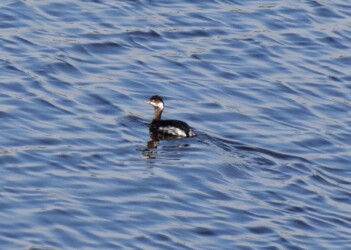 ハジロカイツブリ(目が赤い)