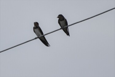 電線にとまるツバメ