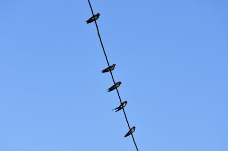 電線にとまるツバメ